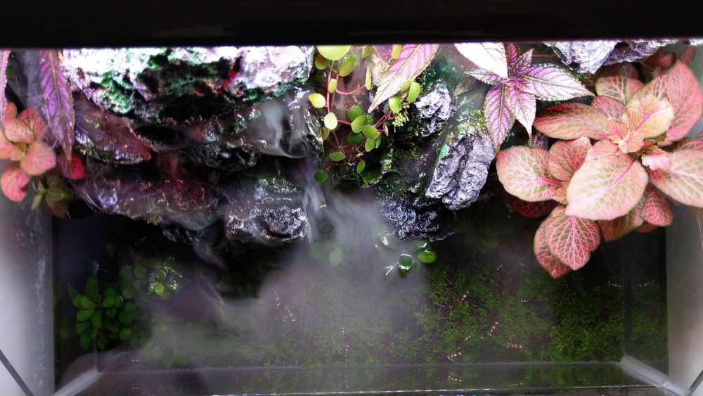 Paludarium Invital 45cm + Caridina cristal red akwarium krewetkarium i terrarium w jednym