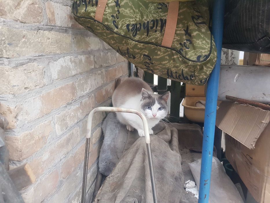отдам милых котиков в добрые руки