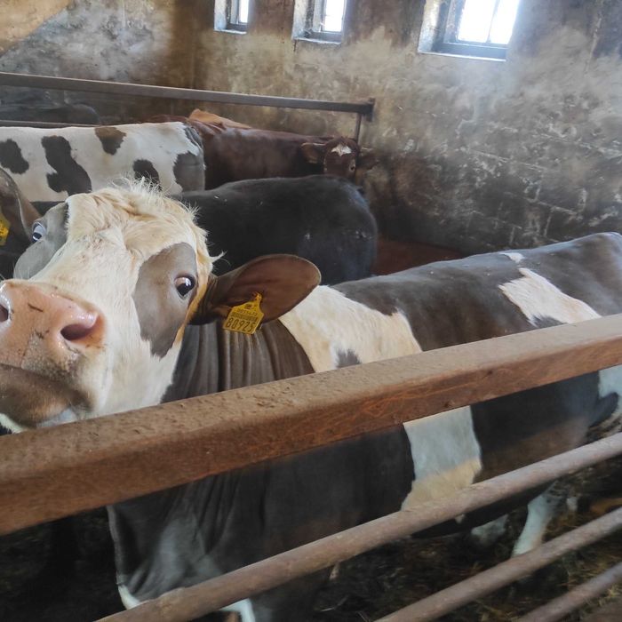 Sprzedam jałówkę mięsną krowę ok. 600kg simental,limousine czarna,17zł