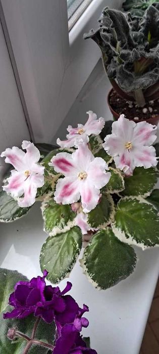 Фіалки квітучі. Листочки