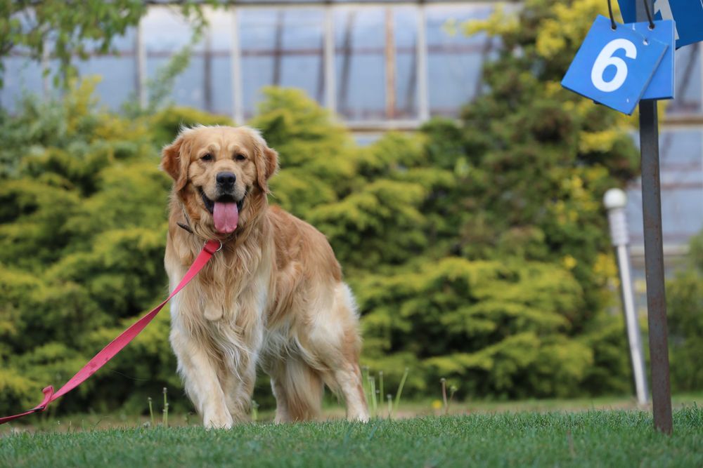 Golden Retriever  - krycie