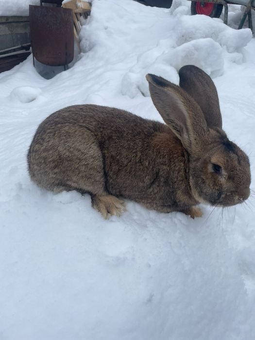 Бельгіський велетень