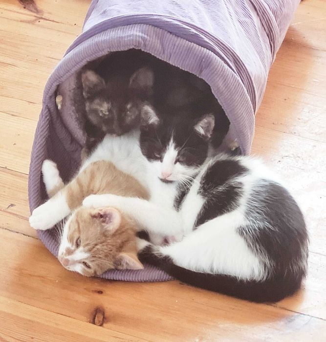 do ADOPCJI Czaruś Jacek, kocurek mega towarzyski, przylepka szuka domu