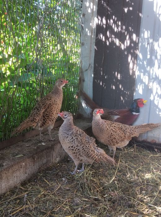 Звичайний фазан продам