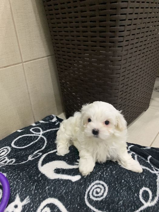 Мальтійська болонка