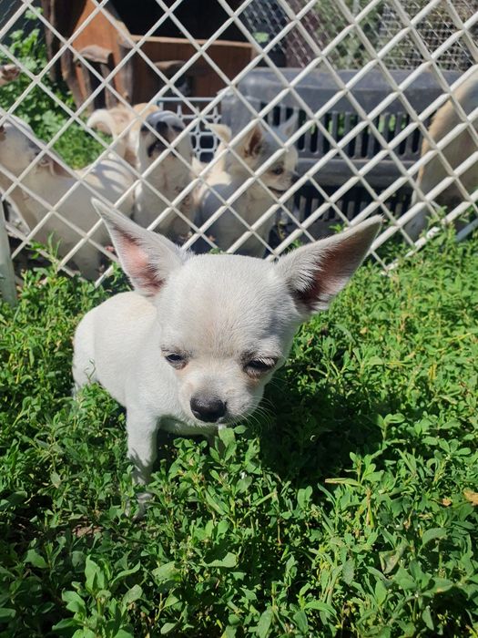 Мальчик чихуахуа гладкошерстный