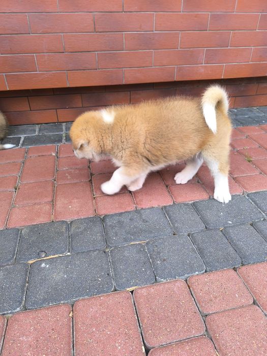 Sprzedam Akita Inu Piesek z Rodowodem