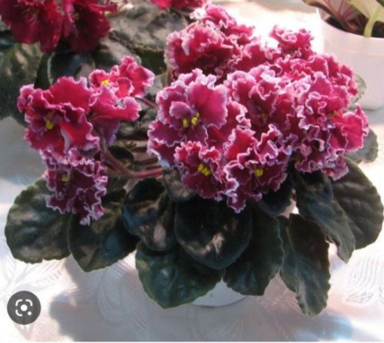 Сортовые сенполии фиалки