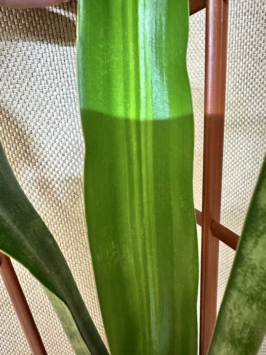 Сансевієрія  Bob smile аубрутіана айо