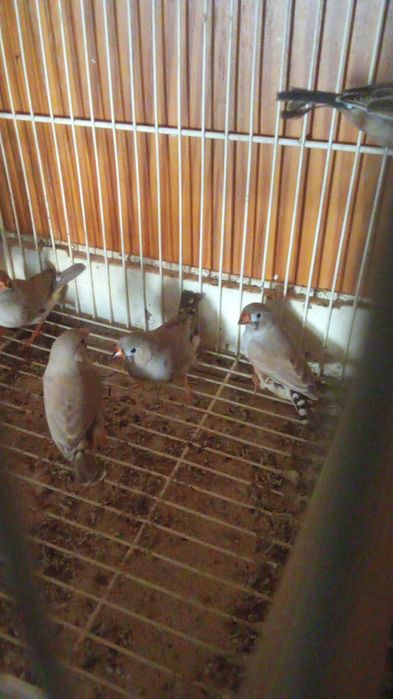 Mandarins/Piriquitos Aves todas de 2025 anilhadas