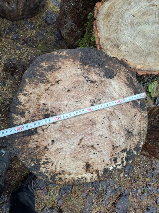 Dąb Pniaki pieńki pinki do rąbania drewna