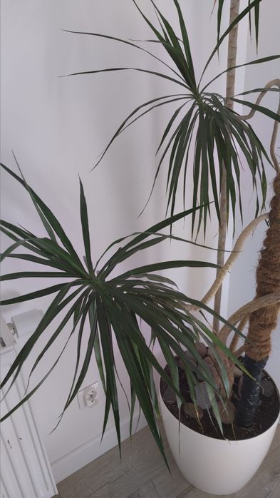 20-letnia dracena