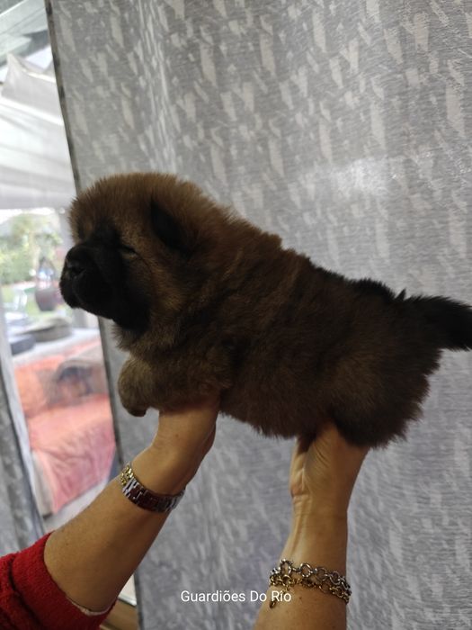 Fantástico chow chow