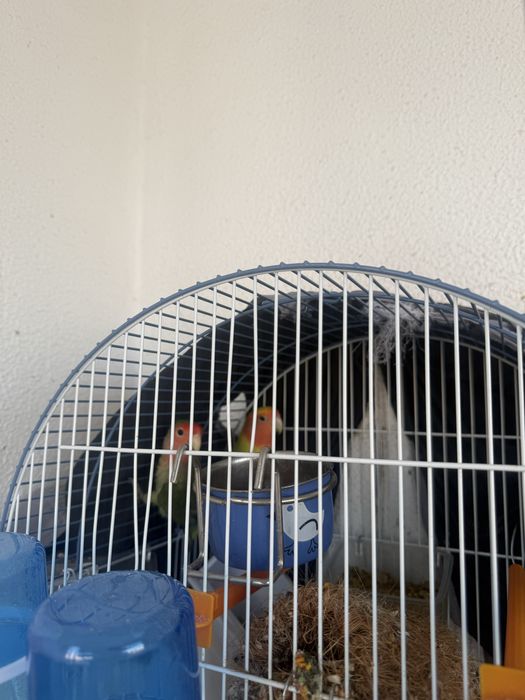 Casal Rosicollis + gaiola