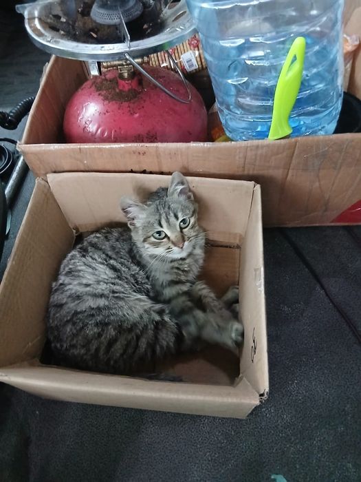 Котик тигровий красунчик