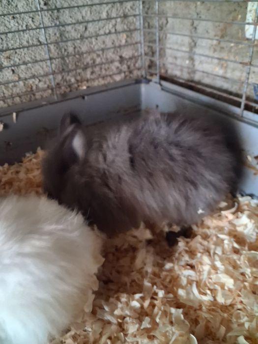 Vendo coelhos várias cores e tamanhos