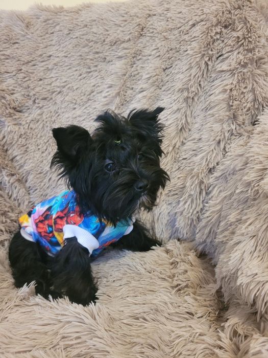 Yorkshire Terrier Black