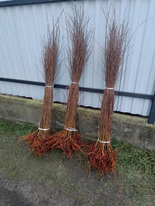 Продам саджанці,берези, сосни, дуба, граба, горобини,клена, липи