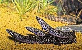 Wielopłetwiec ozdobny - Polypterus ornatipinnis