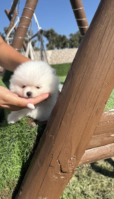 Spitz Alemão Anão MINI Fêmea