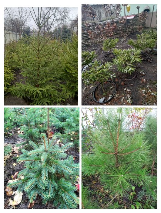 ЯЛИНА блакитна колюча Туя смарагд  туя колумна, сосна недорого