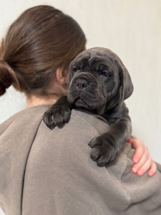 Cane Corso щенки