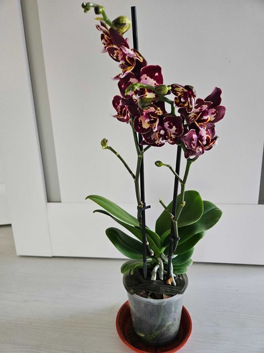 Орхидея Клубничный пирог (Phalaenopsis Strawberry Cake) .