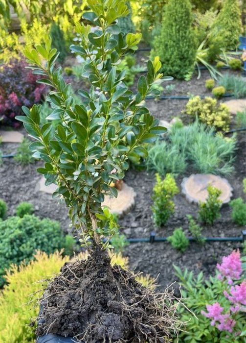 Продам    самшит