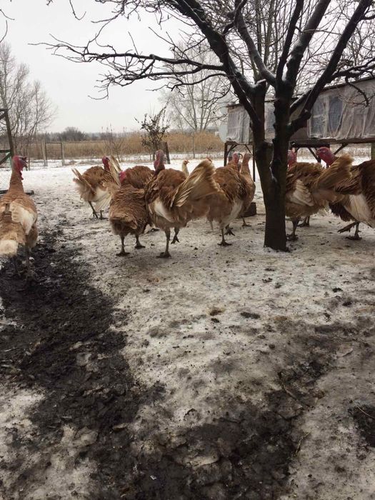 Продам інкубаційне яйце узбекских палевих індиків( индюк, индюшка)
