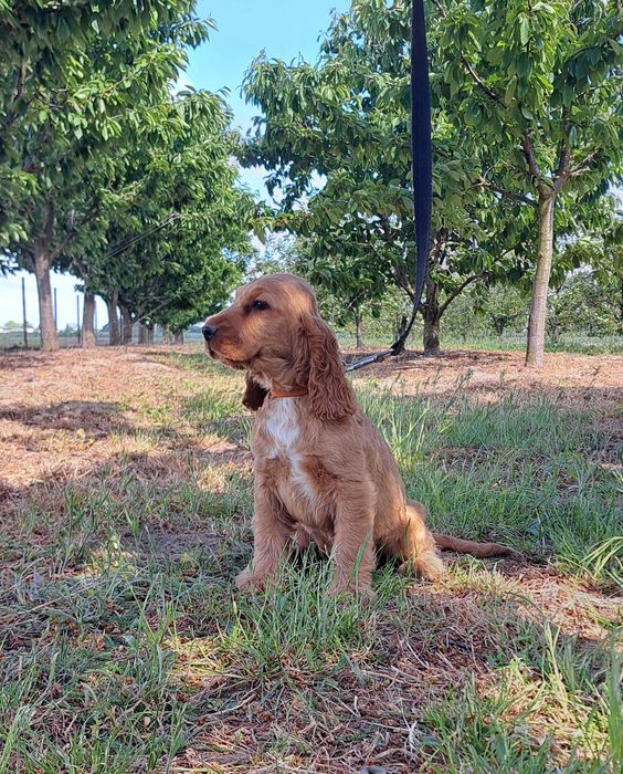 Cocker spaniel angielski PIESEK