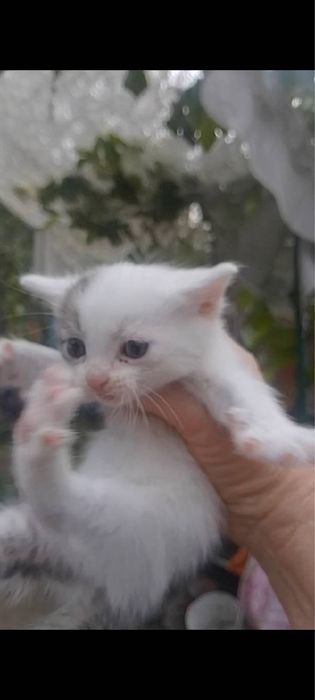 Кошенята в добрі руки