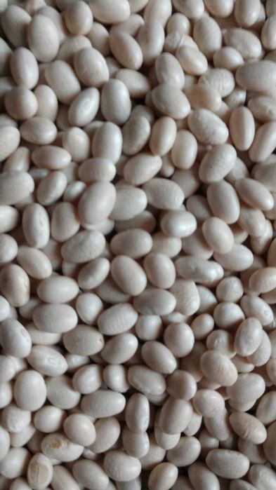 Продаю насіння квасолі