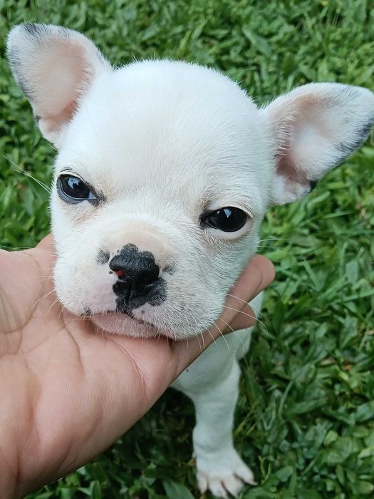 Bulldog francês macho