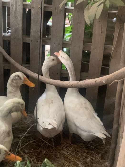 Casal gansos da guiné brancos 50€