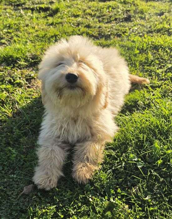 Sunia MINI F1 GOLDENDOODLE po badanych FCI rodzicach