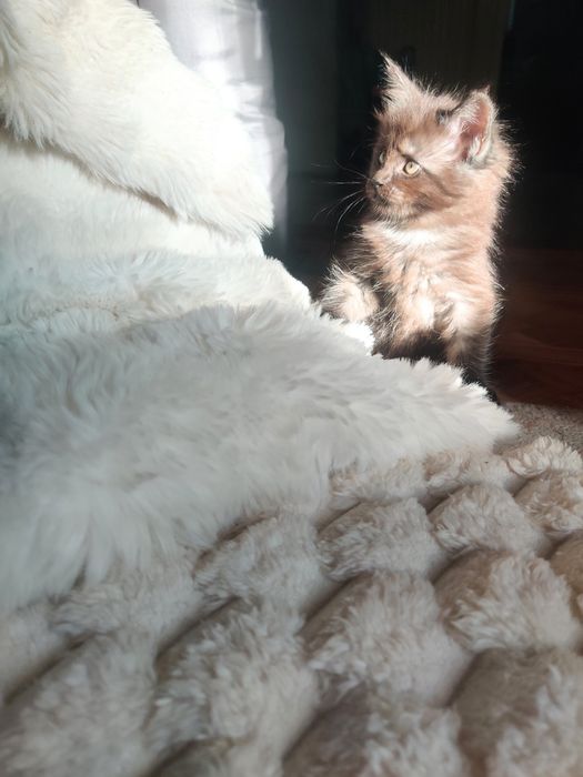Maine coon kicia