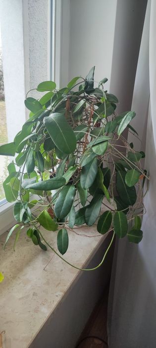 Stefanotis duży kwiatek doniczkowy Stephanotis Stefania