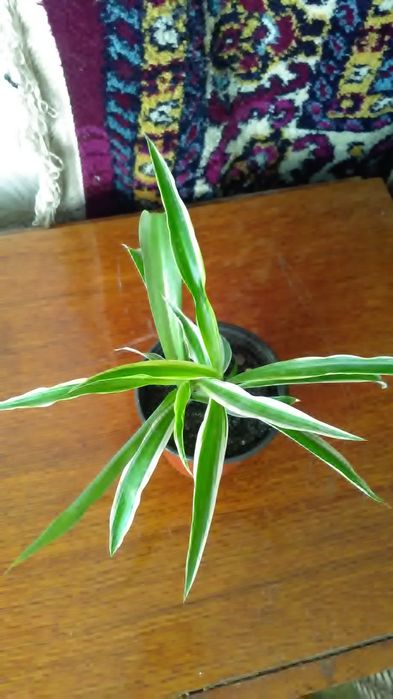 Комнатные цветы...