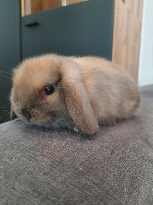 Kroliki baranek miniaturka karzelek mini lop. Cena CAŁKOWITA.