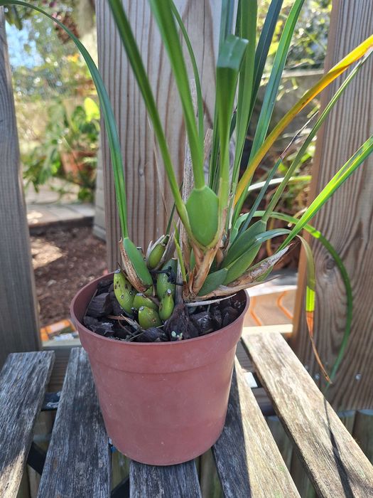 Maxillaria tenuifolia