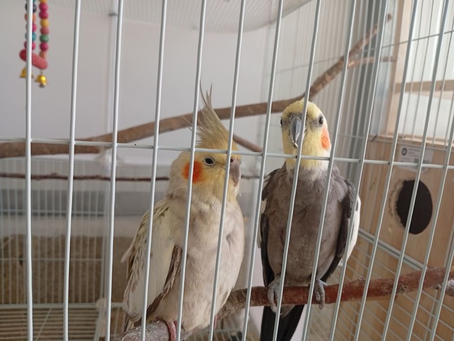 Casal de caturras