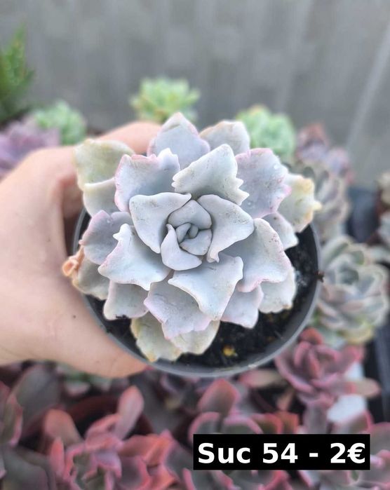 Suculentas lindas: echeverias, aeonium, variegata etc