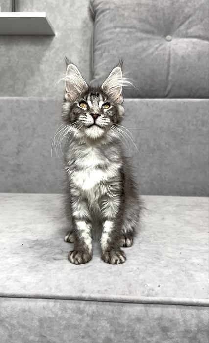 Харизматична дівчинка мейнкун чорний мармур на сріблі