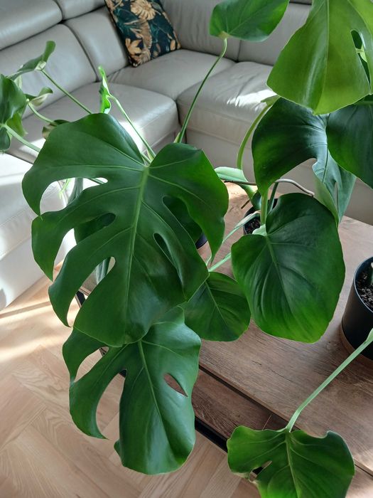 Monstera w doniczce 3 sztuki Młode Piękne