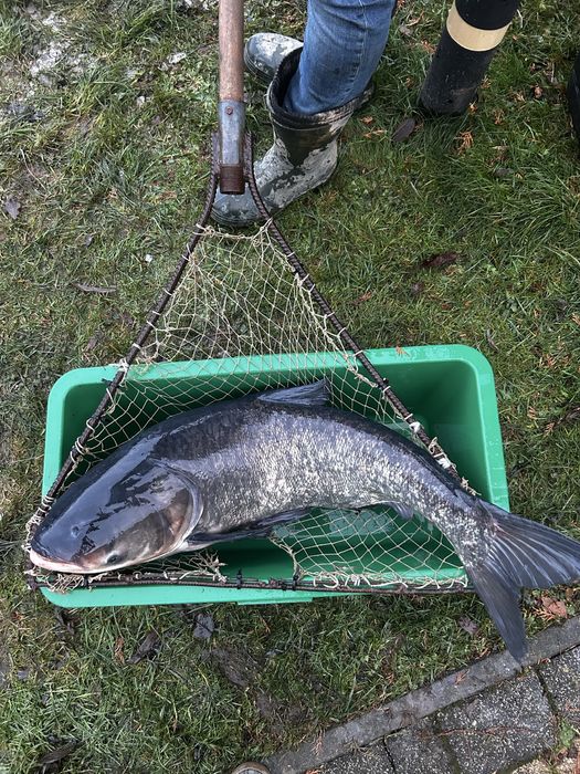 Sprzedam Ryby: Karpie, Amury, Tołpygi, Karasie, Szczupaki