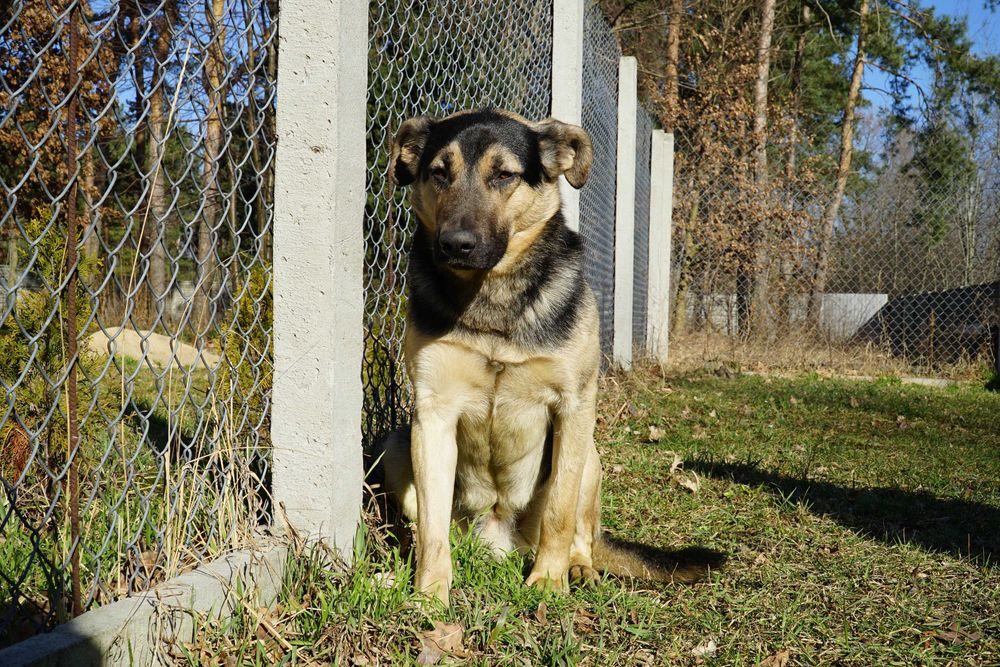 Alert - pies szuka domu