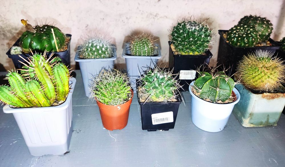 Кактус різні види і розміри.