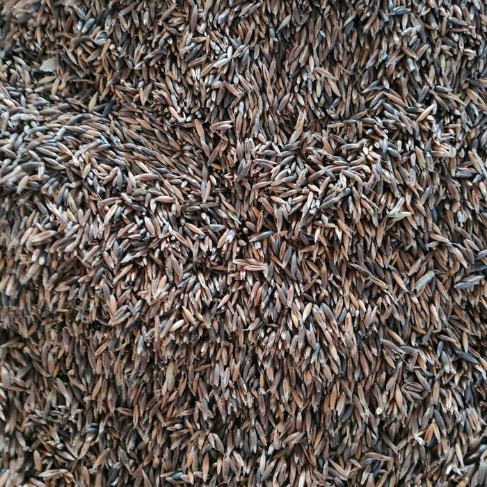 Sprzedam owies czarny