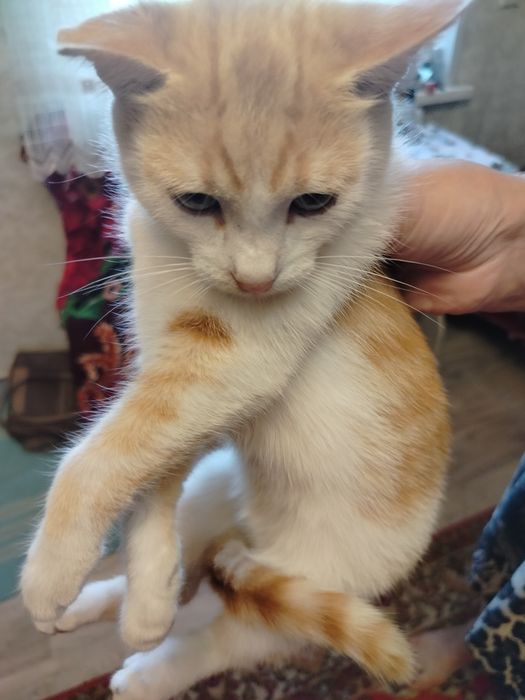 Отдам котенка 3.5 месяца