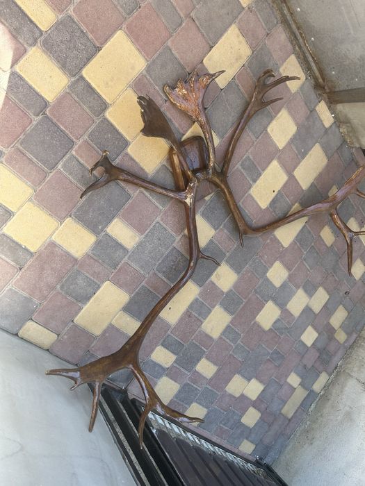 Продам оленье рога